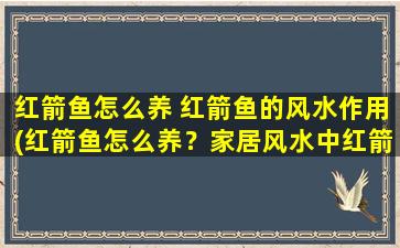 红箭鱼怎么养 红箭鱼的风水作用(红箭鱼怎么养？家居风水中红箭鱼的作用解析)